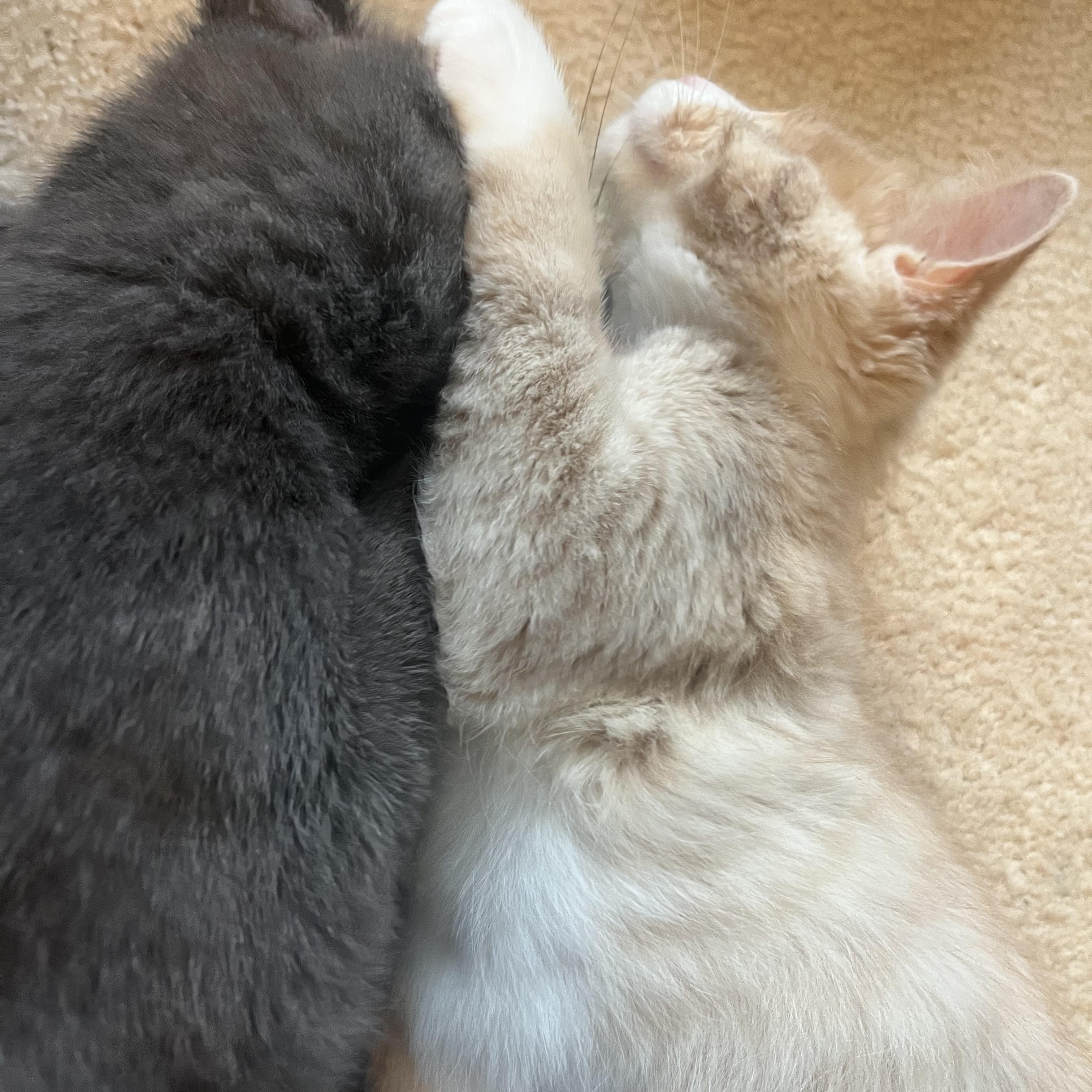 Enlarge Britta (bonded with Brennan), an adopted Domestic Short Hair in South Lyon, MI image 4/5