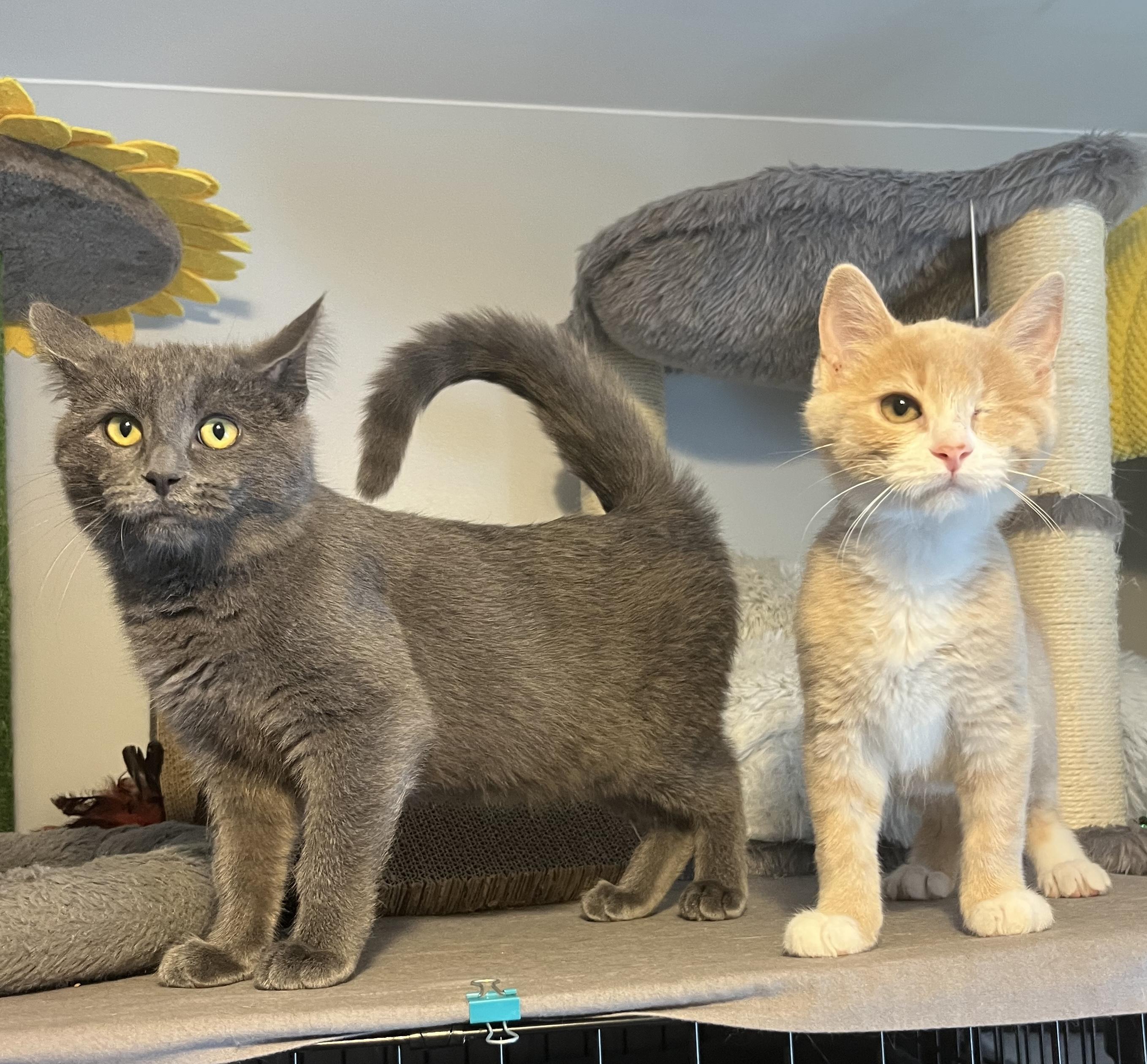 Britta (bonded with Brennan), adopted, Kitten Female Domestic Short Hair.