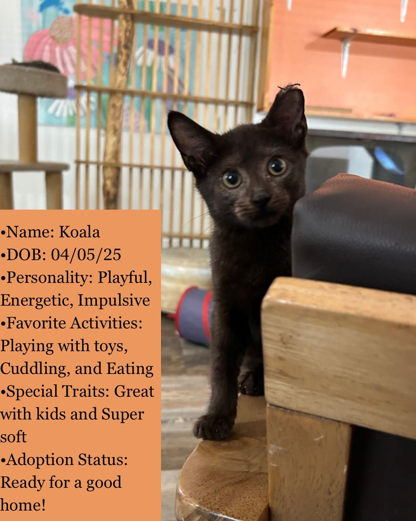 Koala, Adoptable, Young Female American Shorthair.