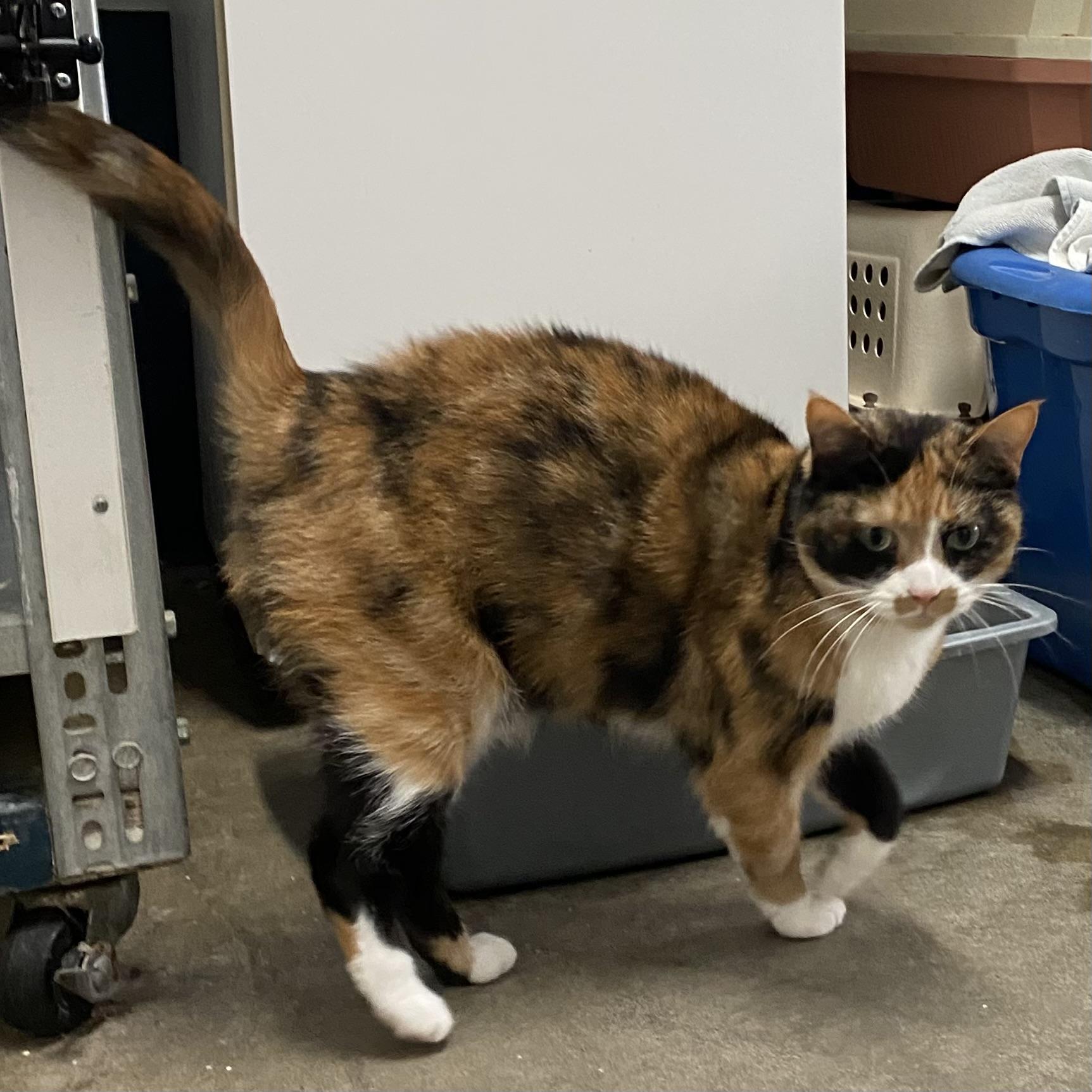 Meg, Adoptable, Adult Female Calico.