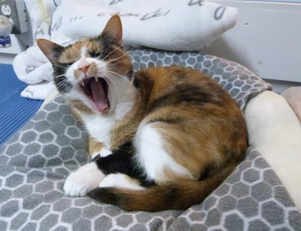 Meg, a Adoptable Calico in Stanstead, QC image 4/4