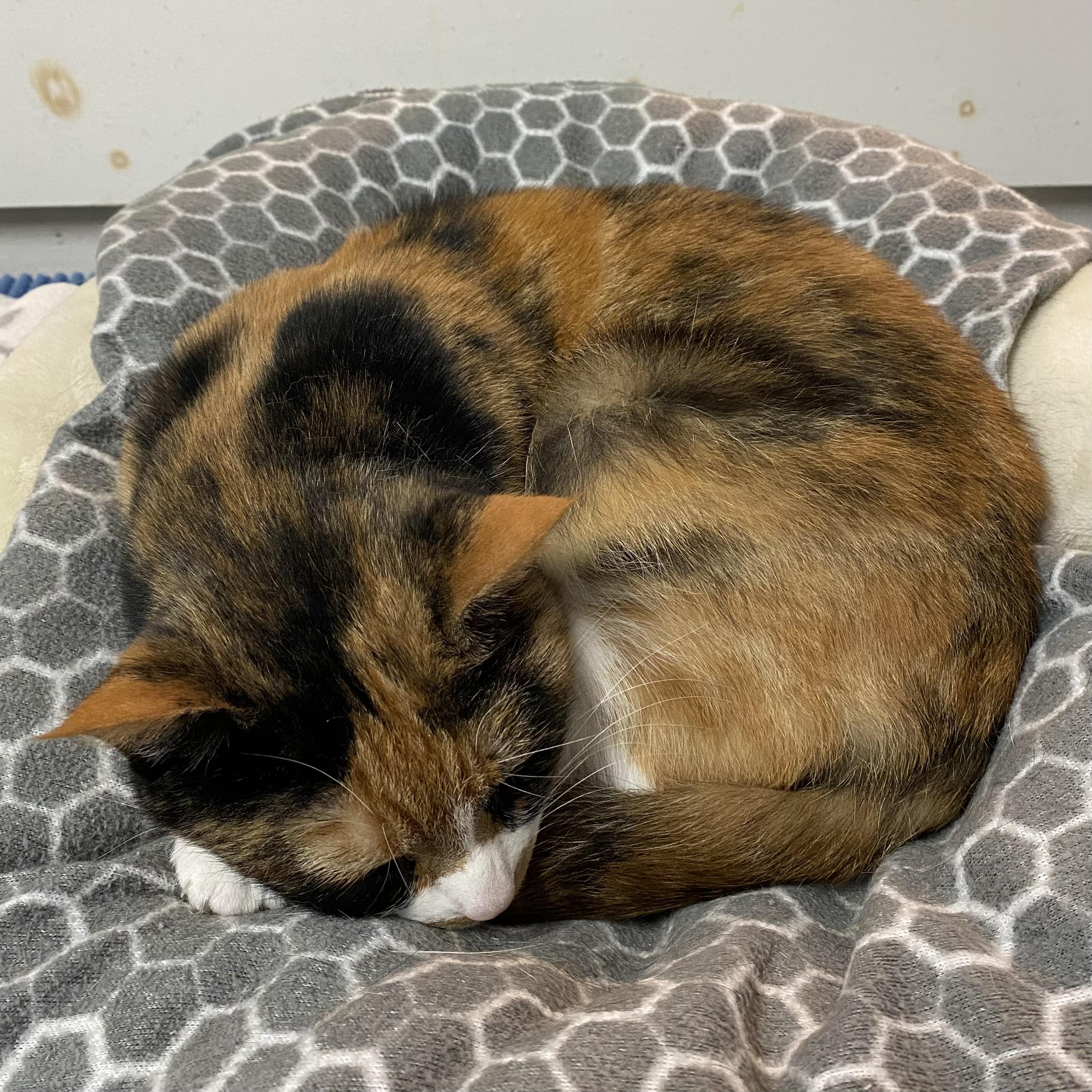 Enlarge Meg, a Adoptable Calico in Stanstead, QC image 3/3