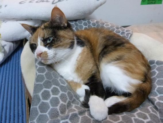 Meg, a Adoptable Calico in Stanstead, QC image 2/4