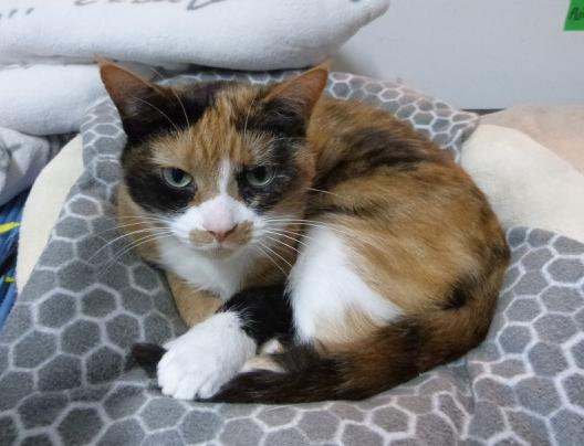 Meg, Adoptable, Adult Female Calico.