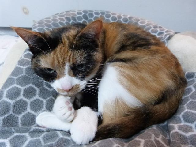 Meg, a Adoptable Calico in Stanstead, QC image 3/4