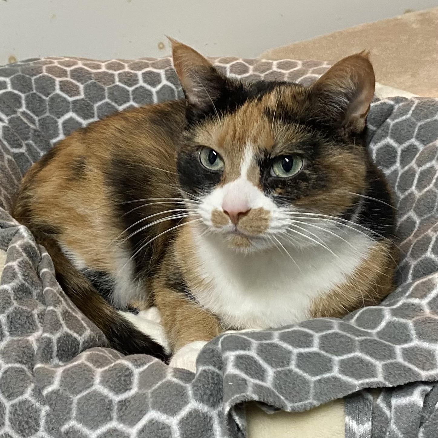 Meg, Adoptable, Adult Female Calico.