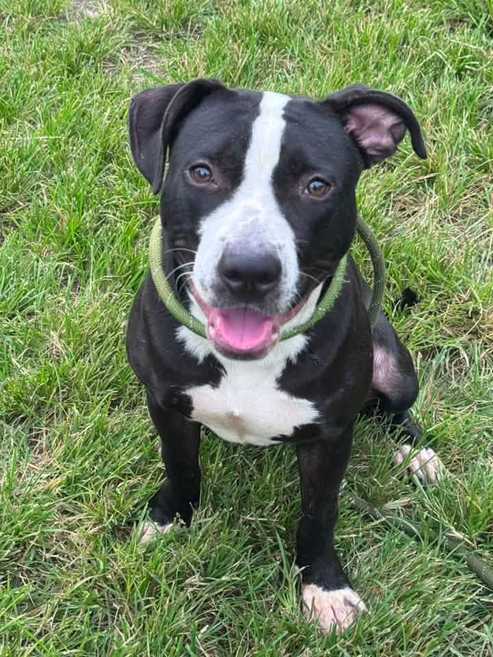 Enlarge Graceland, an adopted Pit Bull Terrier in Chicago, IL image 2/5