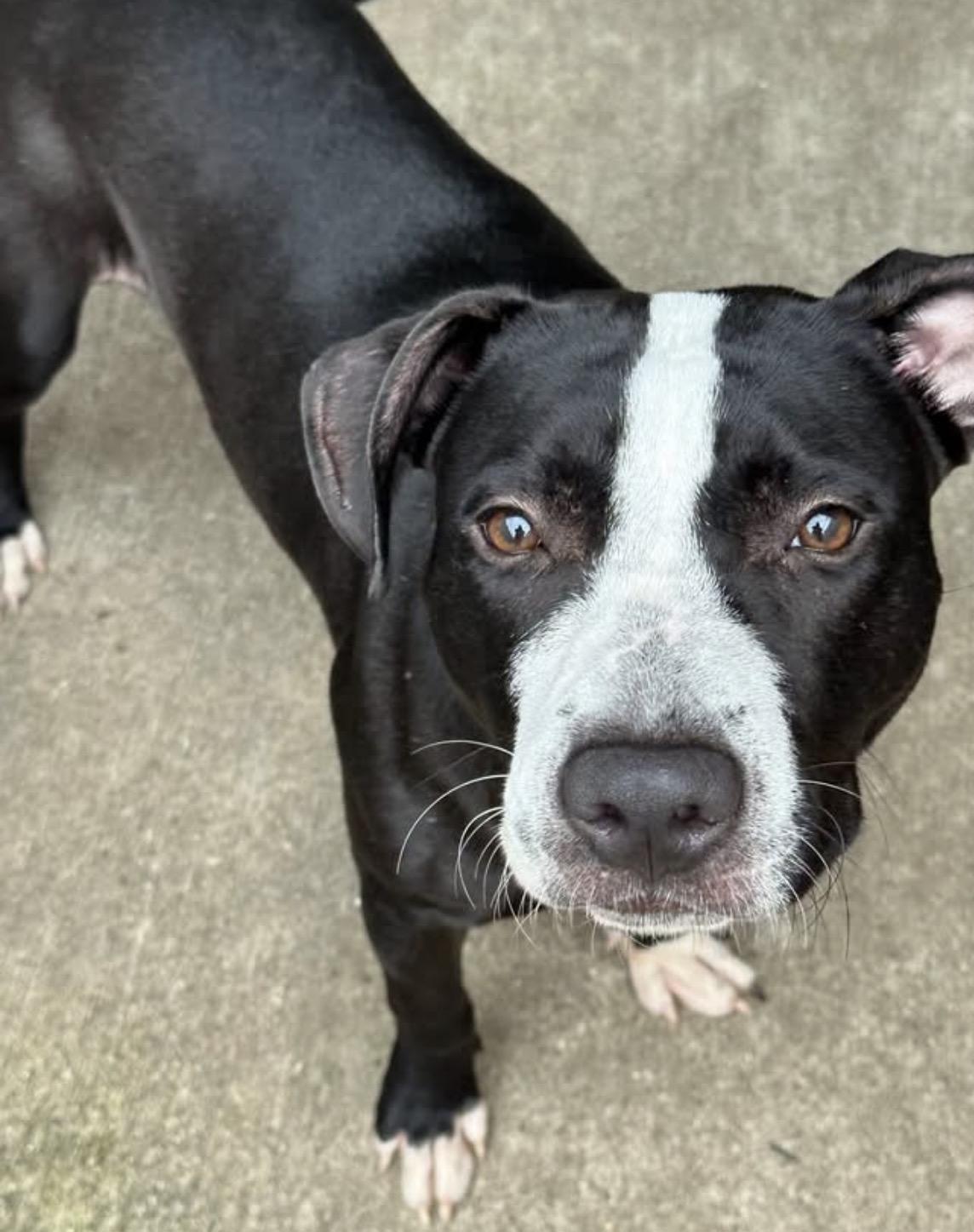 Enlarge Graceland, an adopted Pit Bull Terrier in Chicago, IL image 1/5