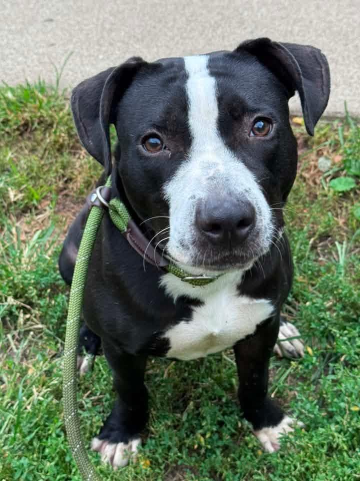 Enlarge Graceland, an adopted Pit Bull Terrier in Chicago, IL image 4/5