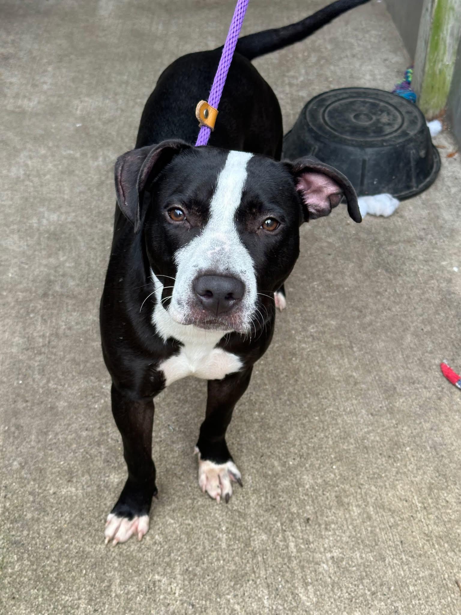 Enlarge Graceland, an adopted Pit Bull Terrier in Chicago, IL image 3/5