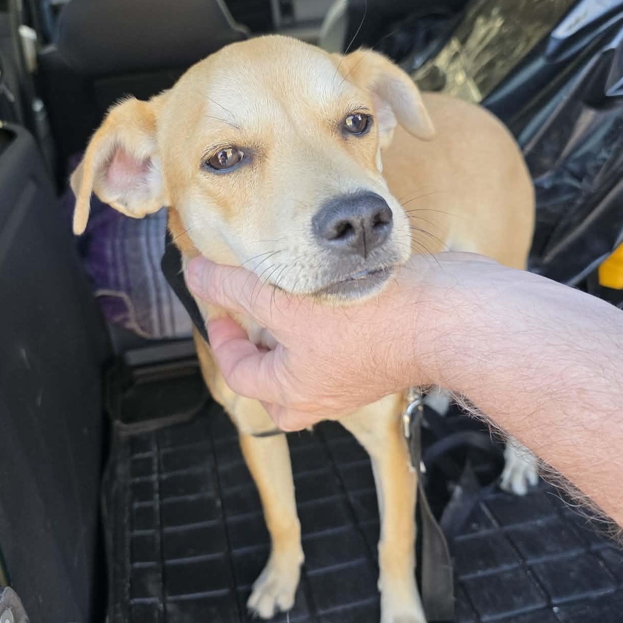 Enlarge Kacey, a Adoptable mixed breed in Fort Lupton, CO image 2/6