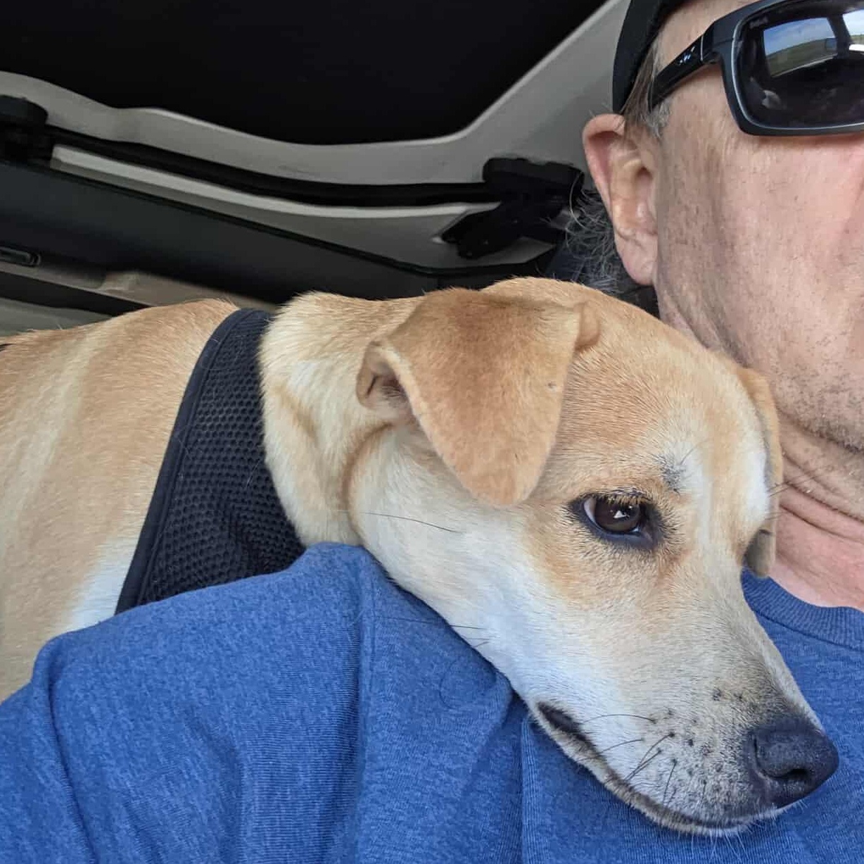 Enlarge Kacey, a Adoptable mixed breed in Fort Lupton, CO image 6/6