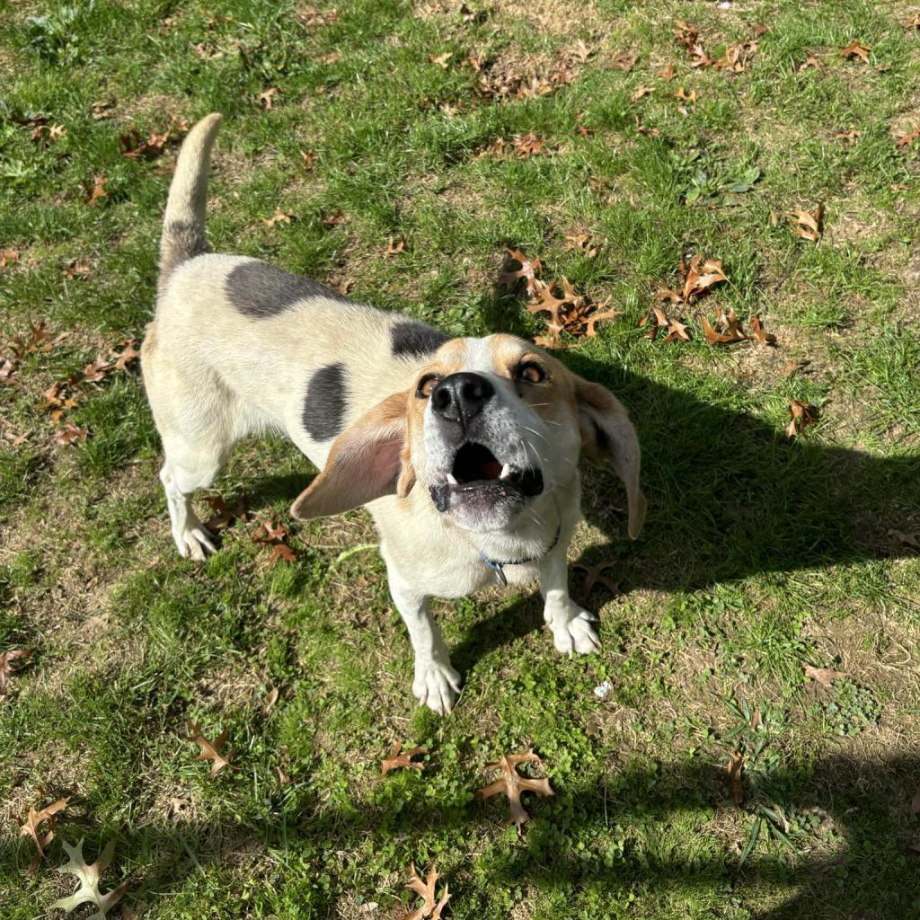Enlarge Huckleberry, a Adoptable Mixed Breed in Beckley, WV image 3/6