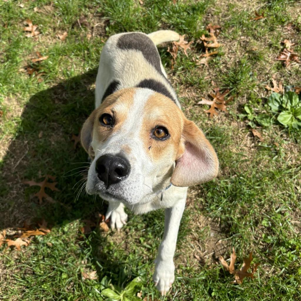 Huckleberry, a Adoptable Mixed Breed in Beckley, WV image 2/6