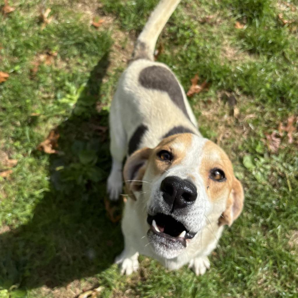 Enlarge Huckleberry, a Adoptable Mixed Breed in Beckley, WV image 4/6