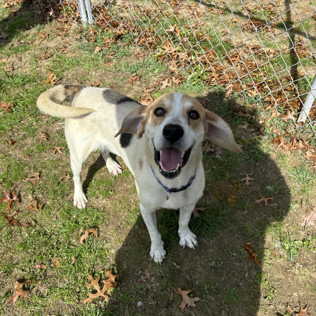 Huckleberry, a Adoptable Mixed Breed in Beckley, WV image 4/6