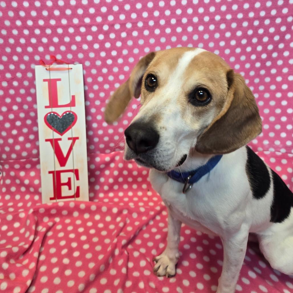 Enlarge Huckleberry, a Adoptable Mixed Breed in Beckley, WV image 5/6