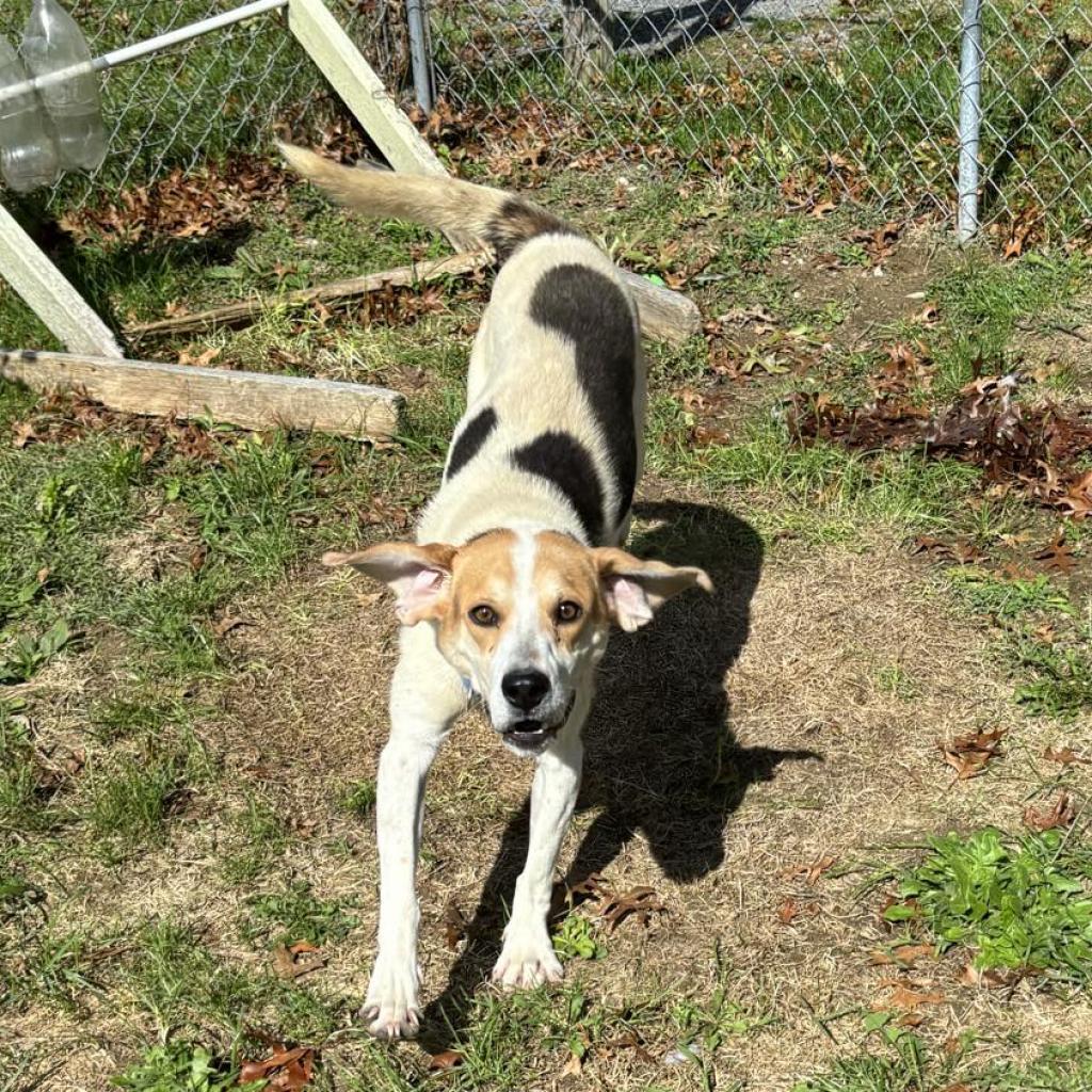 Enlarge Huckleberry, a Adoptable Mixed Breed in Beckley, WV image 5/6