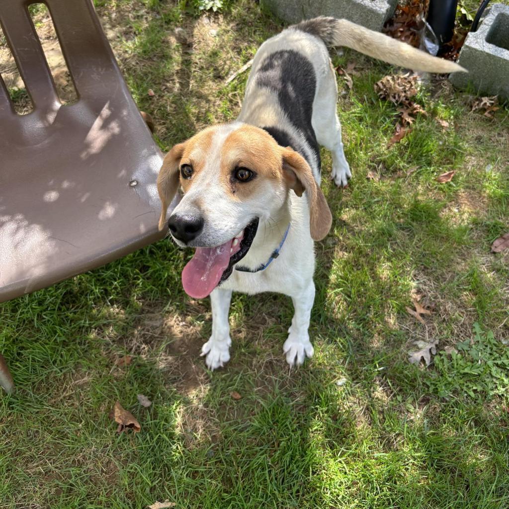 Huckleberry, a Adoptable Mixed Breed in Beckley, WV image 6/6