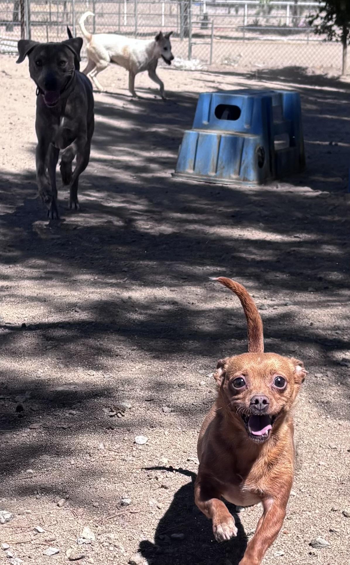 Pluto, a Adoptable Pit Bull Terrier in Philadelphia , PA image 4/5