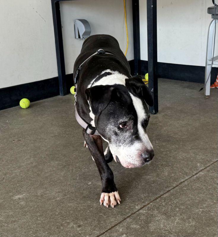 Paco, Adoptable, Senior Male Pit Bull Terrier.