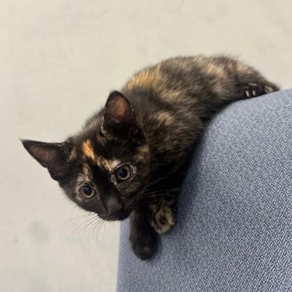 Orion (PetSmart Claiborne), Adoptable, Kitten Female Domestic Short Hair & Domestic Short Hair.