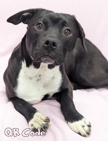 QR Code (in foster), Adoptable, Puppy Female Pit Bull Terrier & Mixed Breed.