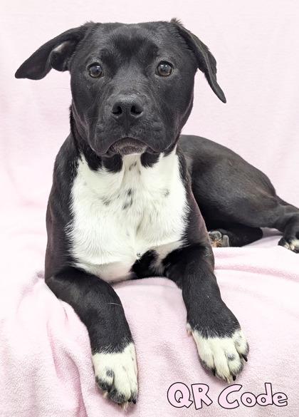 Enlarge QR Code (in foster), a Adoptable mixed breed in Mason, MI image 2/2