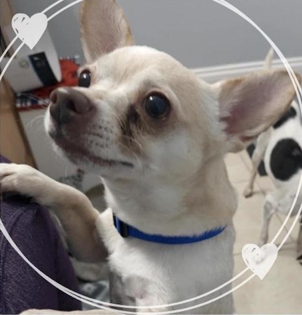 Teddy, Adult Male Chihuahua