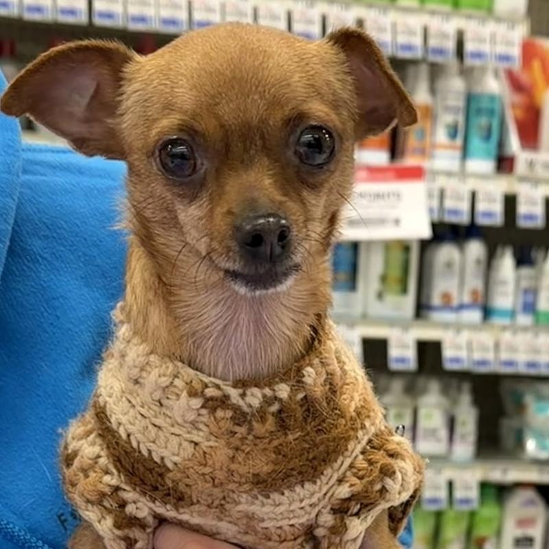 Brownie , an adopted mixed breed in Oklahoma City, OK image 1/3