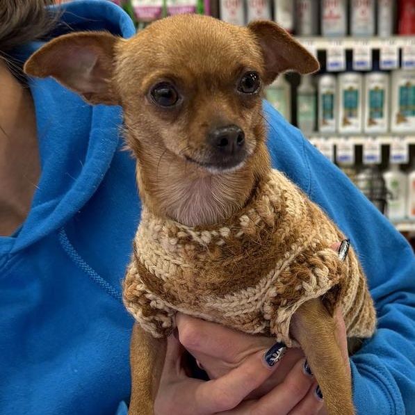 Brownie , an adopted mixed breed in Oklahoma City, OK image 2/3