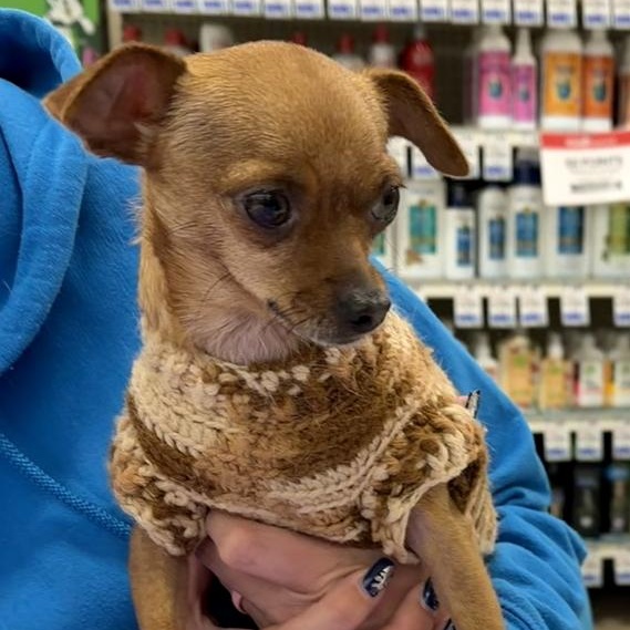 Brownie , an adopted mixed breed in Oklahoma City, OK image 3/3
