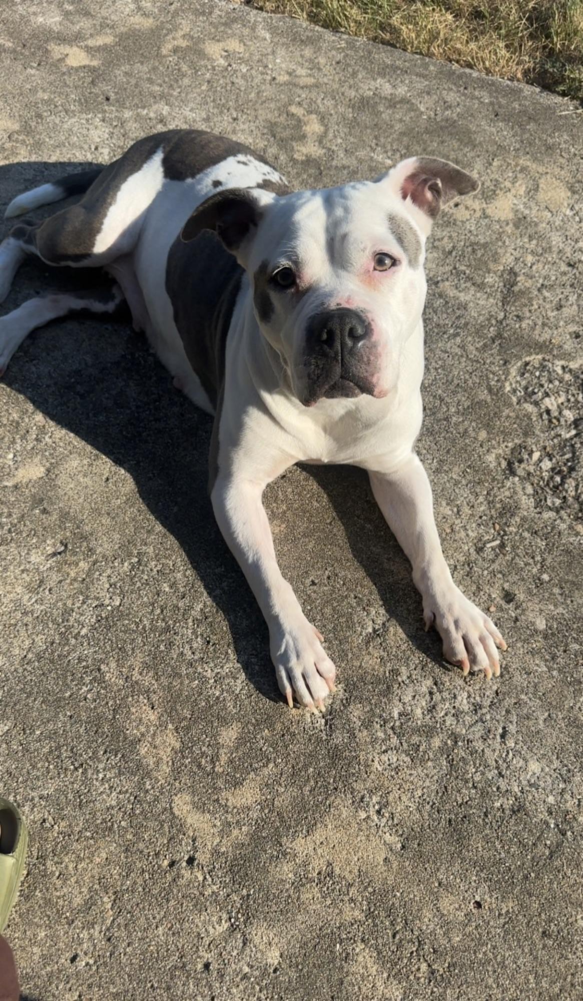 Enlarge Sky, a Adoptable Pit Bull Terrier in Columbia, MO image 1/2