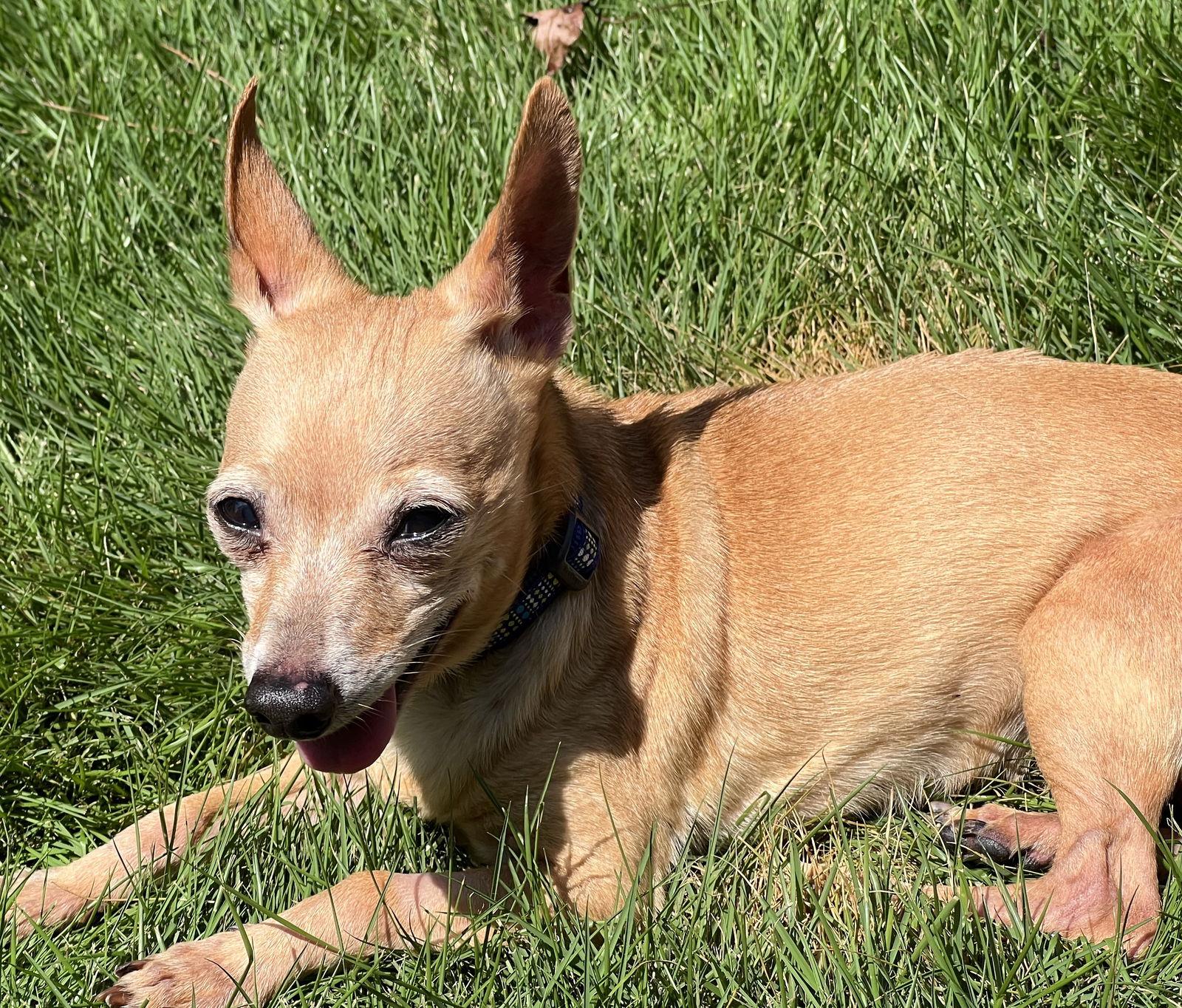 Enlarge Jackson Bones, a Adoptable Chihuahua in Alpharetta, GA image 1/3