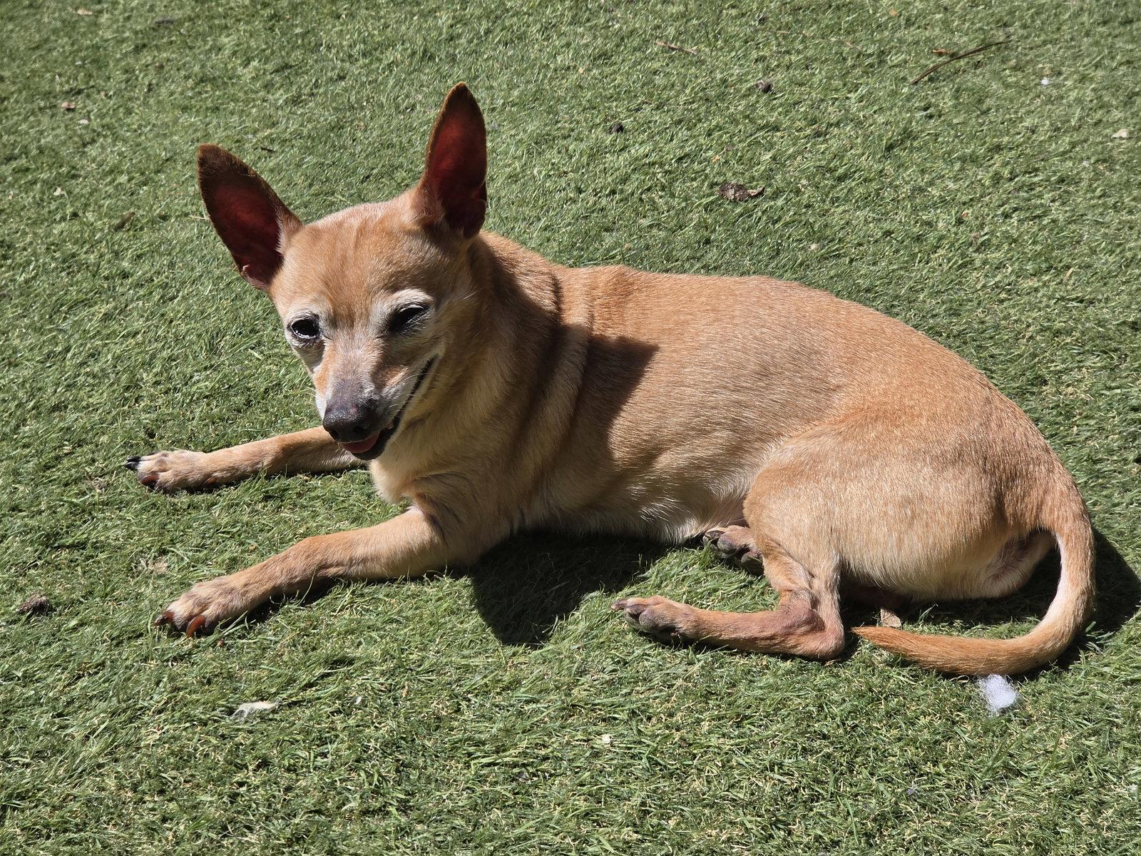 Enlarge Jackson Bones, a Adoptable Chihuahua in Alpharetta, GA image 2/3