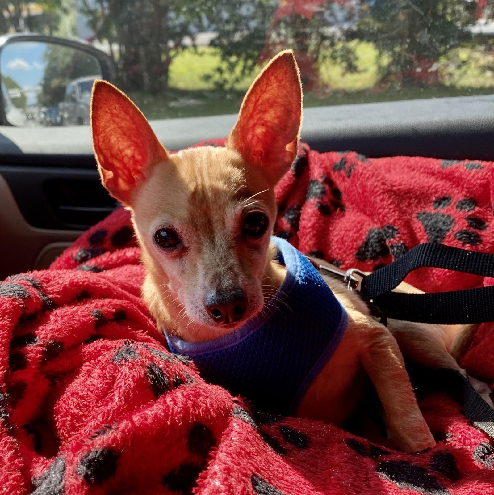 Jackson Bones — thumbnail 2