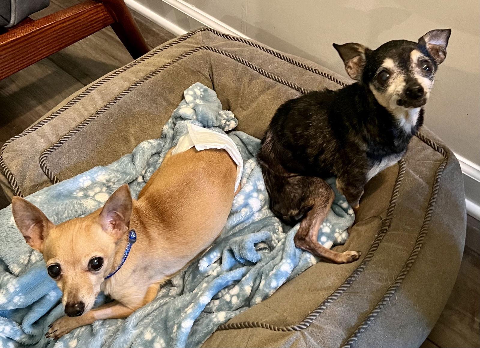 Jackson Bones — thumbnail 3