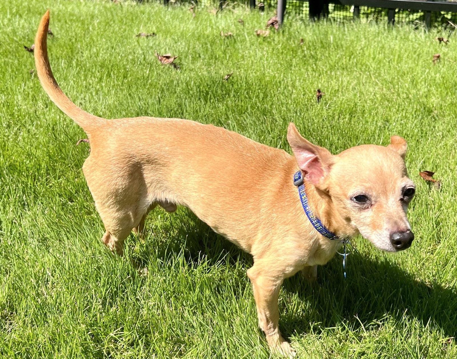 Enlarge Jackson Bones, a Adoptable Chihuahua in Alpharetta, GA image 3/3