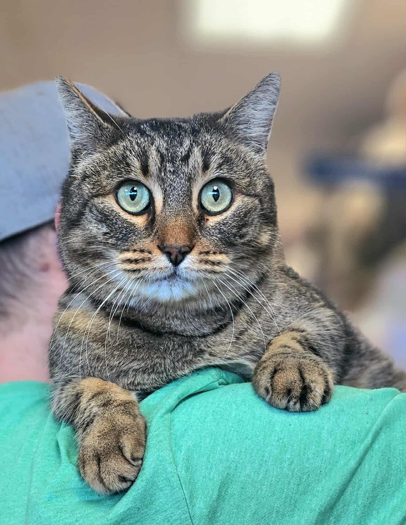 Gojo, a ADOPTABLE Tabby in Oak Ridge, TN image 2/5