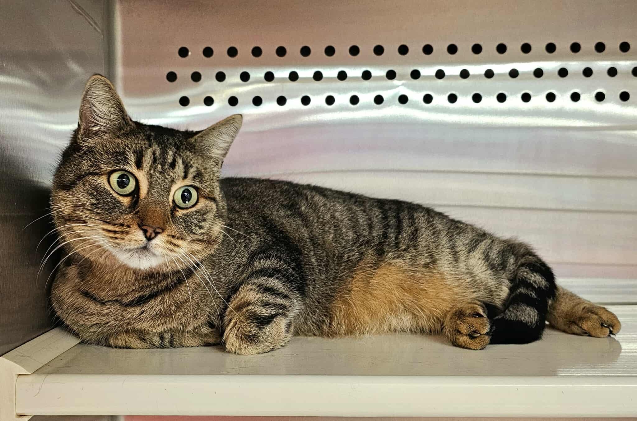 Gojo, a ADOPTABLE Tabby in Oak Ridge, TN image 5/5