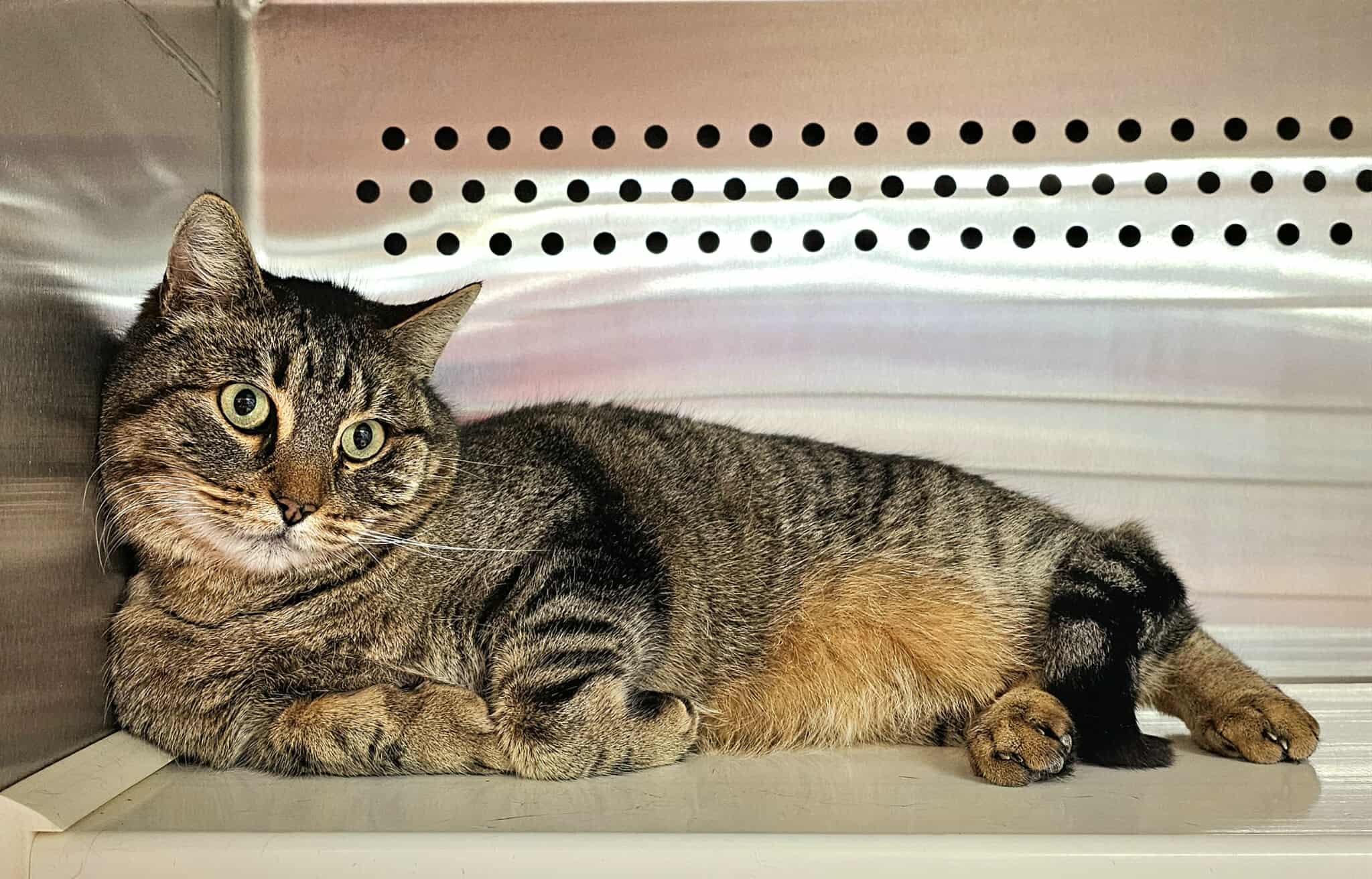 Gojo, a ADOPTABLE Tabby in Oak Ridge, TN image 3/5