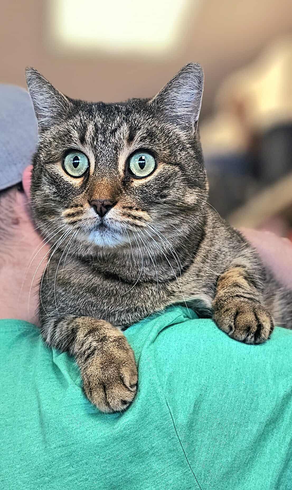 Gojo, ADOPTABLE, Adult Male Tabby.