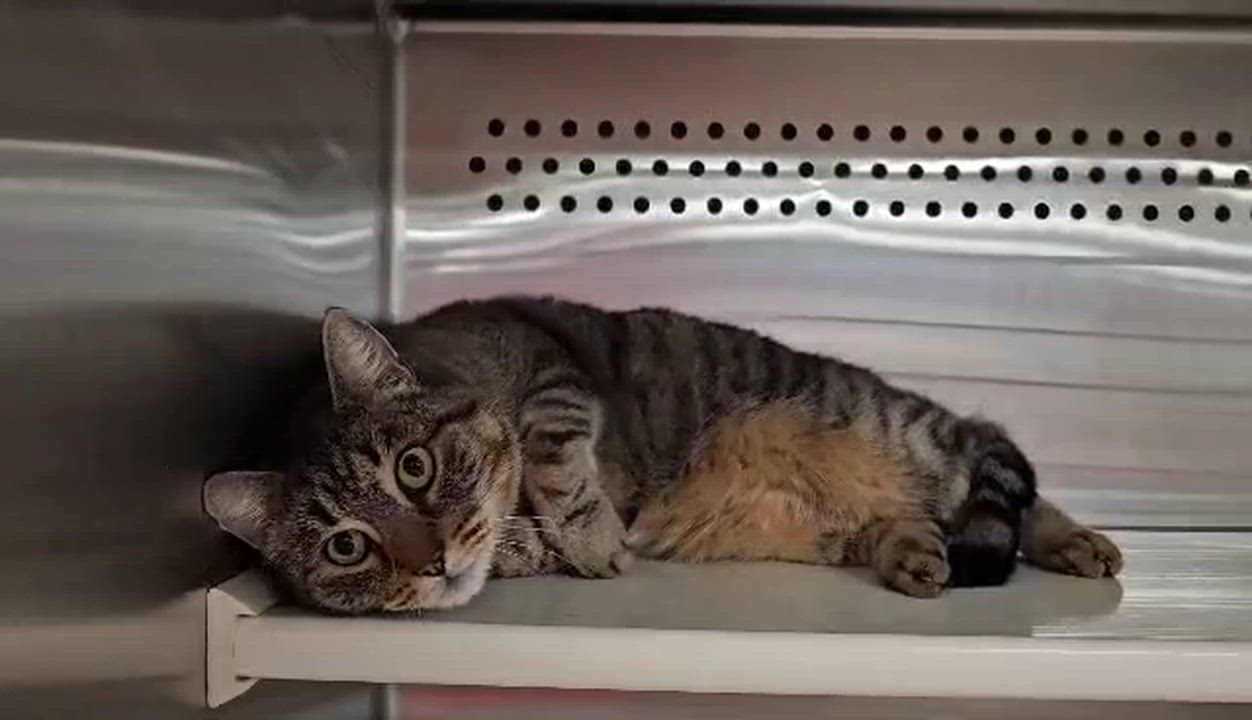 Enlarge Gojo, a ADOPTABLE Tabby in Oak Ridge, TN video 4/5