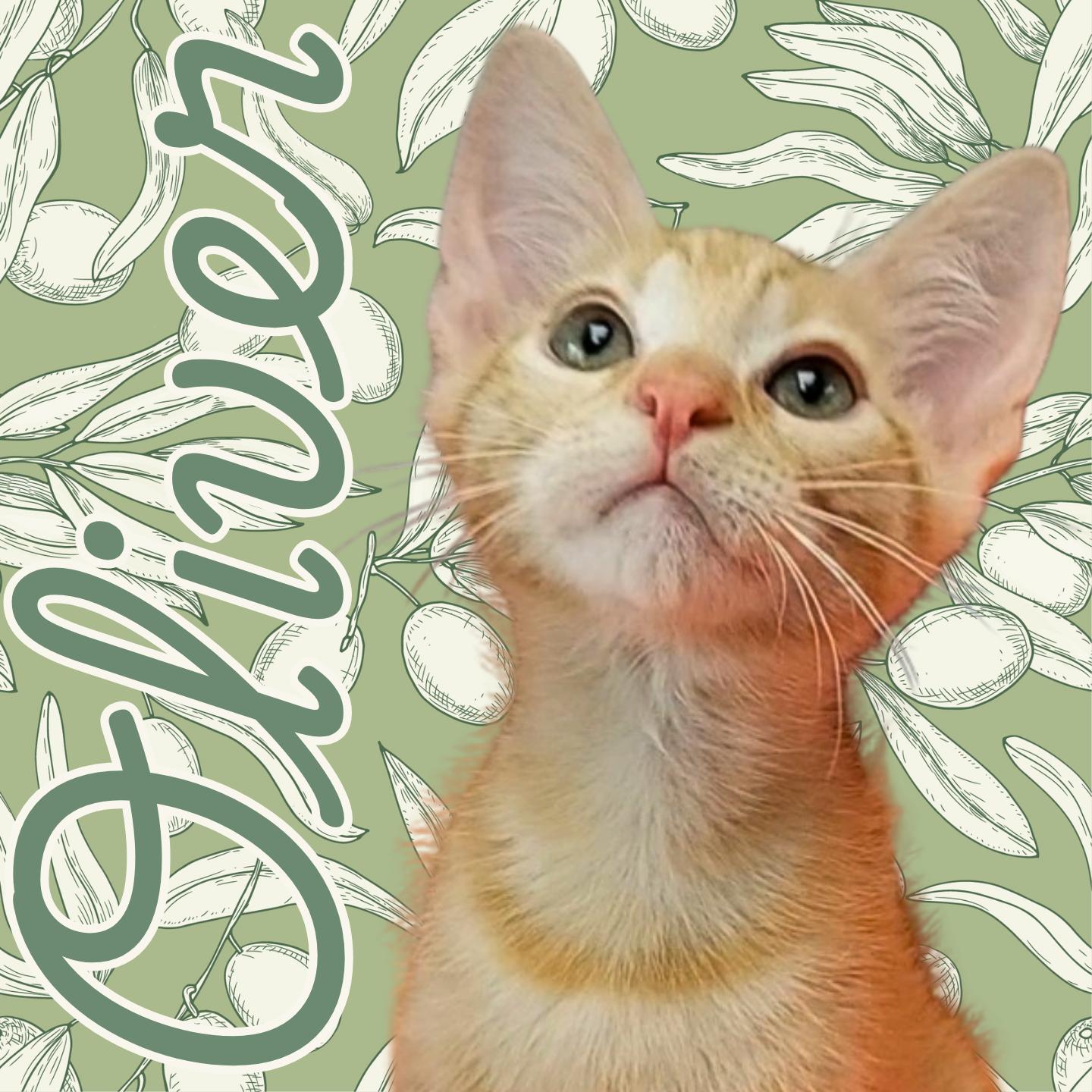 Oliver, adoptable, Young Male Domestic Short Hair.