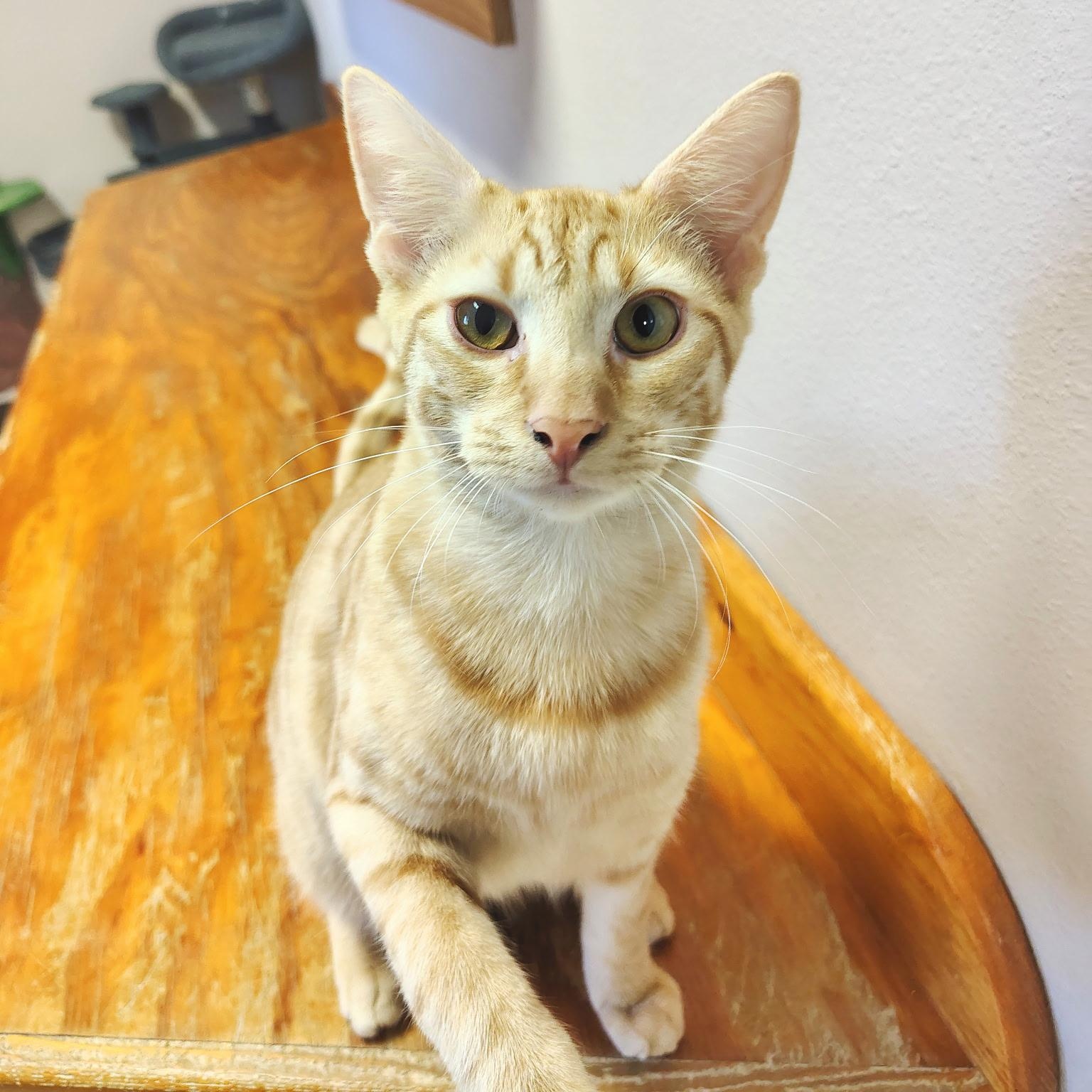 Oliver photo