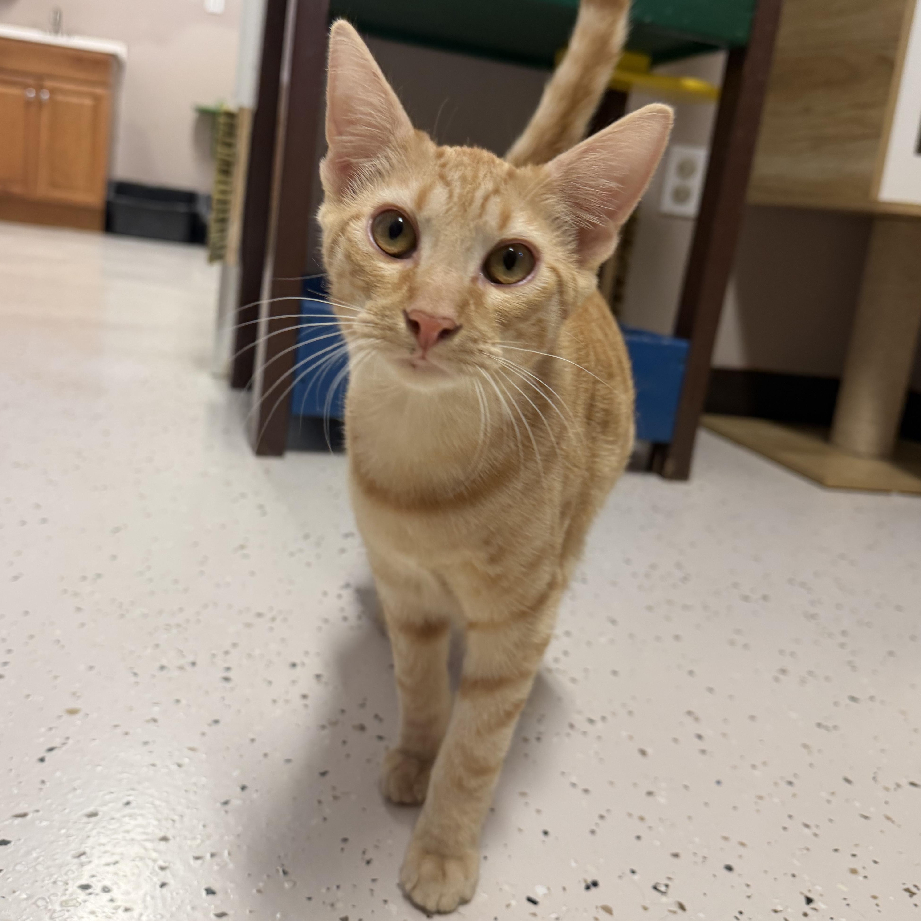 Oliver, Adoptable, Young Male Domestic Short Hair.