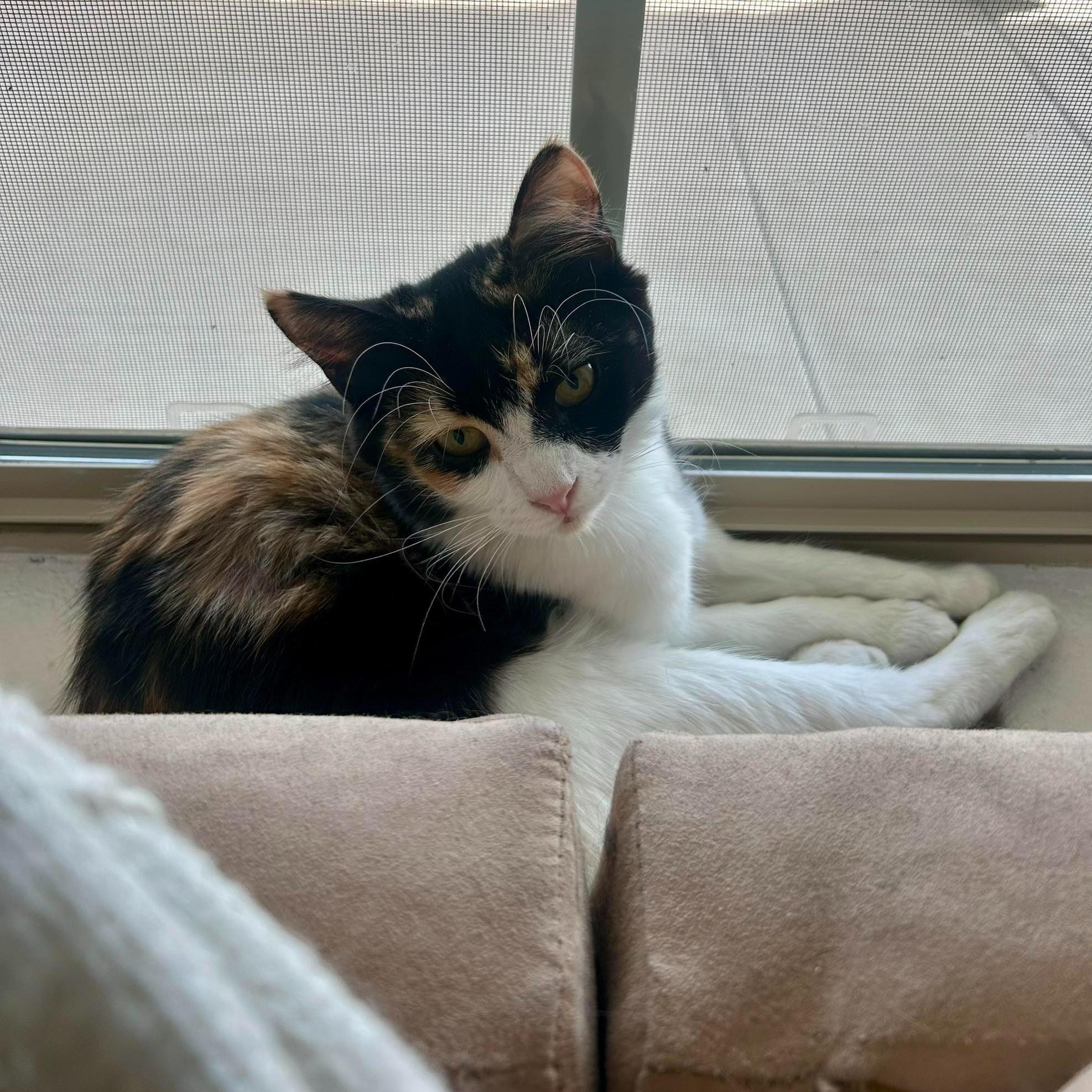 Enlarge Twinkle, an adopted Calico in Queen Creek, AZ image 5/5