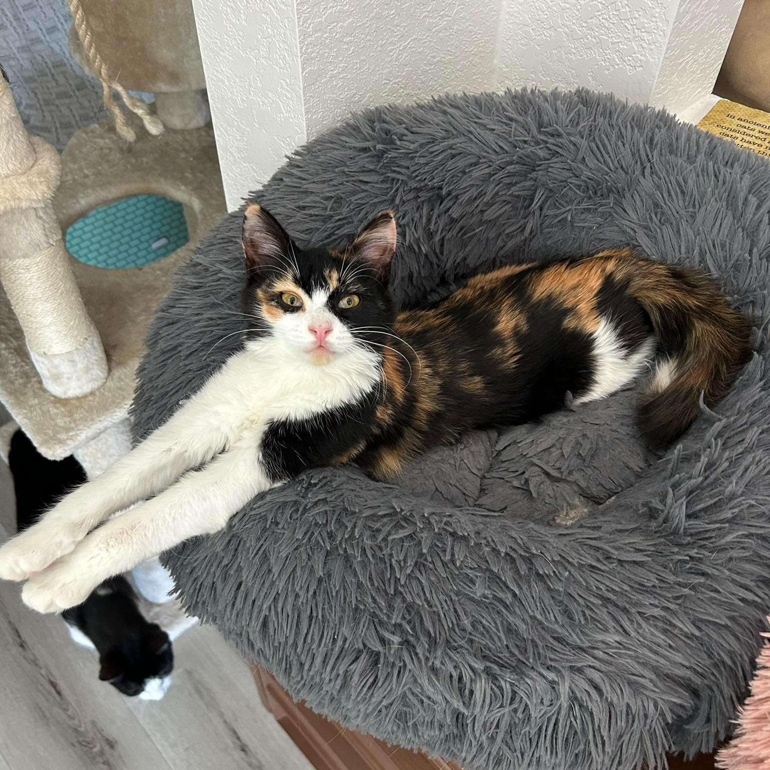 Enlarge Twinkle, an adopted Calico in Queen Creek, AZ image 2/5