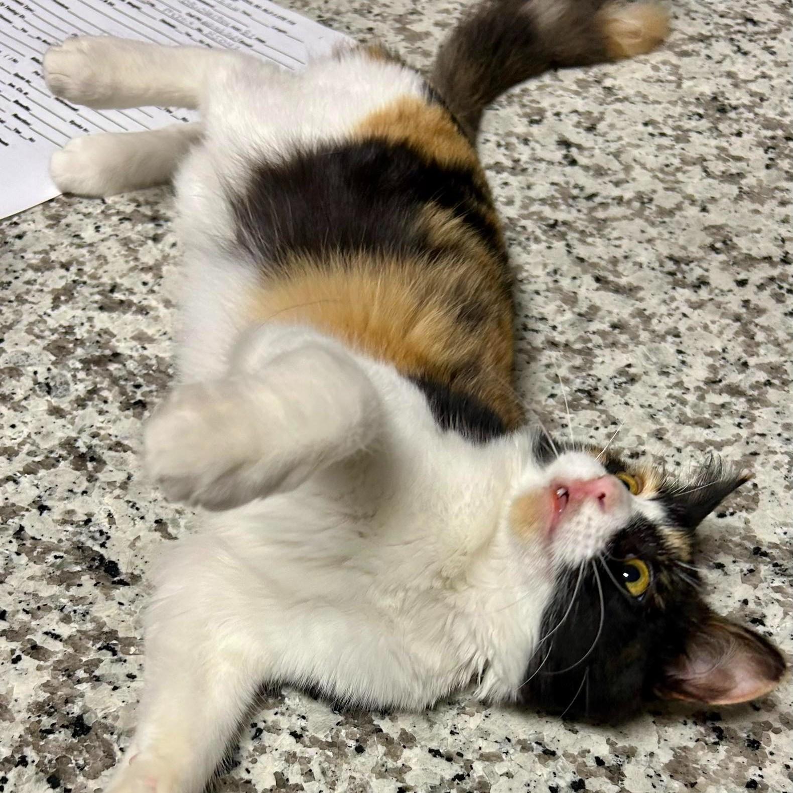 Enlarge Twinkle, an adopted Calico in Queen Creek, AZ image 4/5