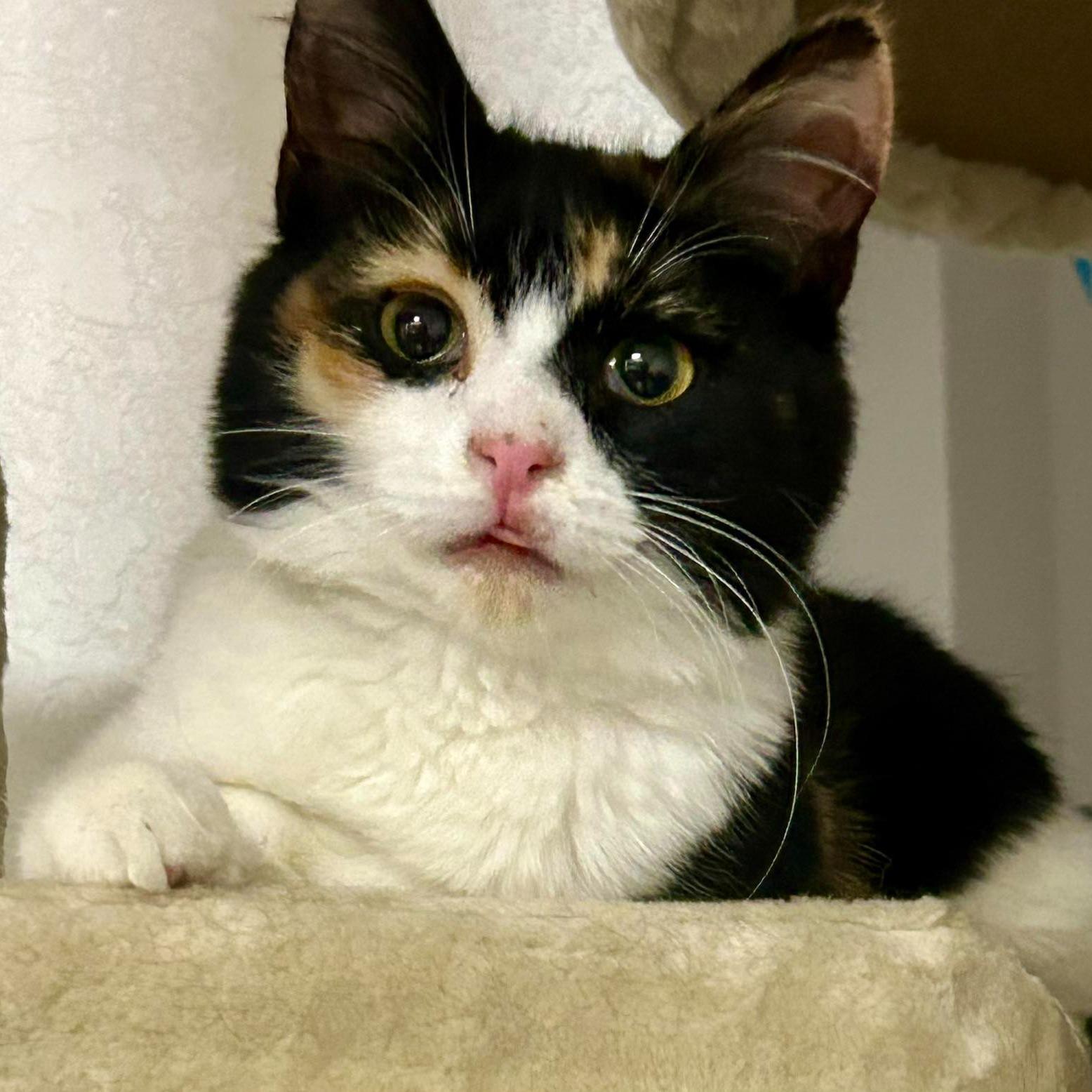 Enlarge Twinkle, an adopted Calico in Queen Creek, AZ image 3/5